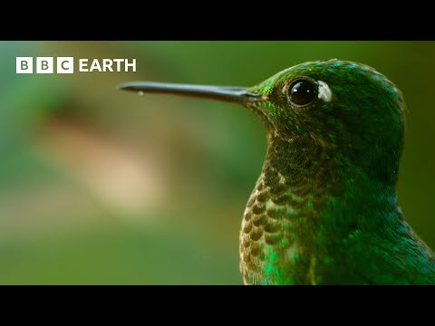 🔴 LIVE: The Secret Lives of Birds | BBC Earth