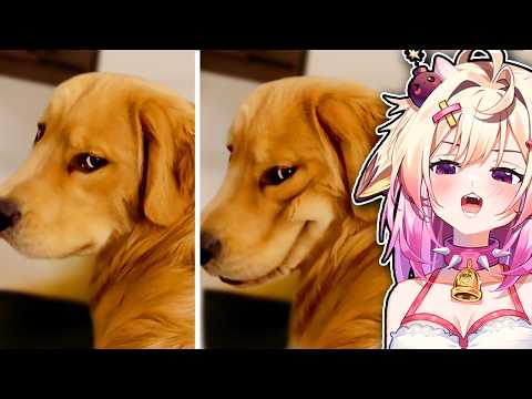 The FUNNIEST Dog Videos On The Internet!! | Reacting To Daily Dose