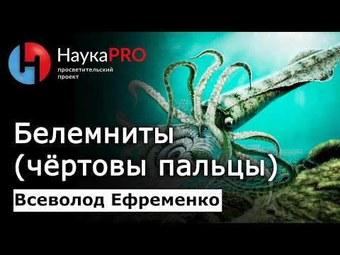 Всё о белемнитах (чёртовых пальцах) – Всеволод Ефременко | Лекции по палеонтологии | Научпоп