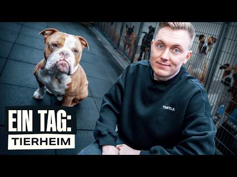 1 Tag im Tierheim - So ist es wirklich
