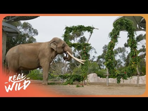 EXCLUSIVE Private Tour of the Incredible Wildlife at San Diego Zoo | 4K