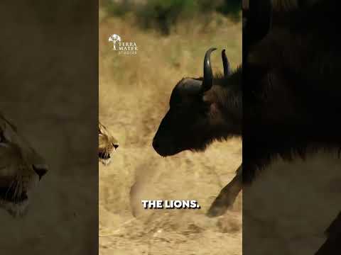 Predator Meets Prey โ Lions vs Buffalo Showdown
