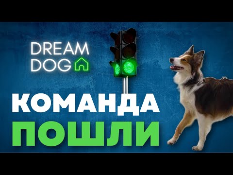 Команда пошли 🐶 Как научить собаку идти за хозяином