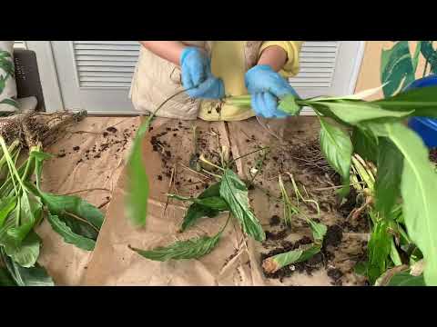 Как рассадить Спатифиллум и получить новые растения