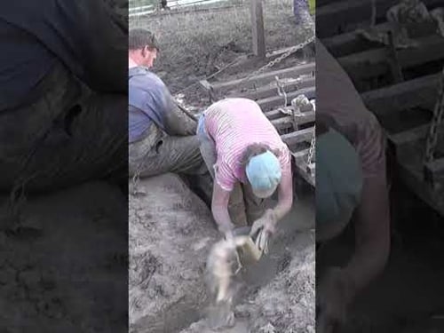 200 kg (440 lb) Ant Nest Casting (Meat Ant - Iridomyrmex purpureus) - 2015/10/19 #shorts