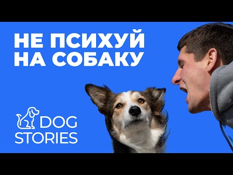 Don't freak out at your dog 🐕 How to avoid losing your temper during training
