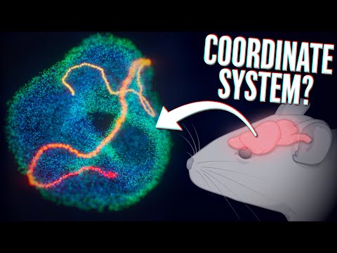 Your brain is moving along the surface of the torus 🤯