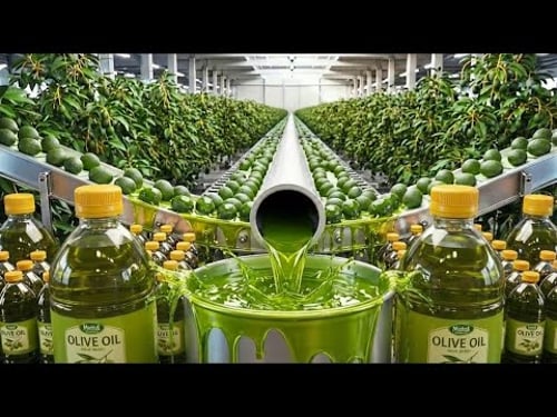 Inside the 2,000,000 LB Olive Plant – INSANE Liquid Gold Extraction Process!