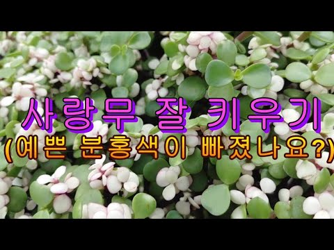 사랑무 잘 키우기 (예쁜색이 빠지죠?)