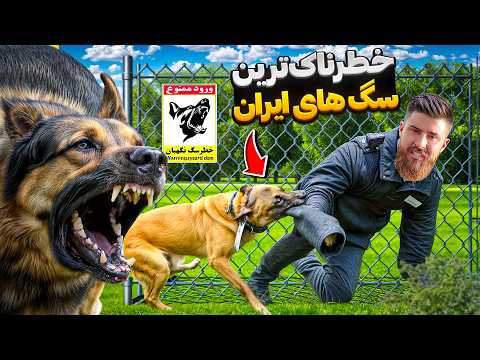 چالش سگای ترسناک با جایزه 15 میلیونی! 💸🐕