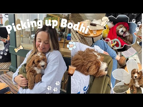Picking up our Cavapoo Puppy: BODHI! Our first few days as dog parents (spoiler, it was crazy!)