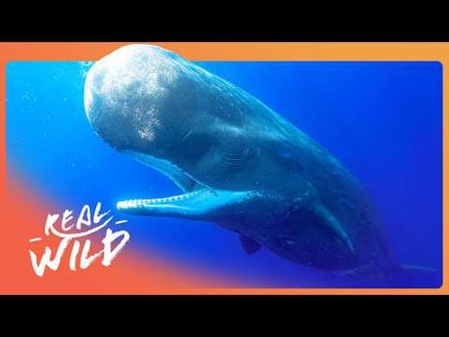DEEP SEA GIANTS | The Alien World Of Sperm Whales | 4K