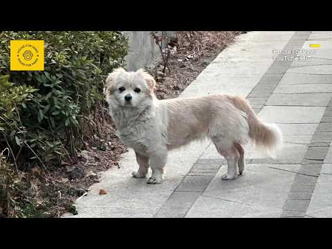 Lost Dog Reunites with Owner on the Street, Dog's Reaction is Heartbreaking