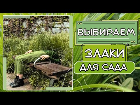 Злаки и декоративные травы для сада. Обзор сортов. Сочетание в цветнике, мой опыт выращивания.