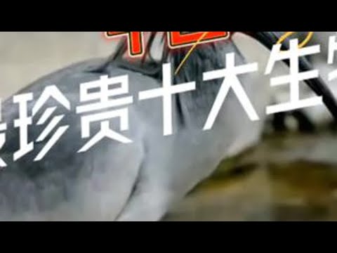 中国最珍贵十大生物 #重庆美好推荐官 #动物世界 #中国