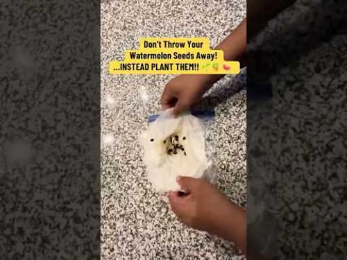 Before You Toss Watermelon Seeds—WATCH THIS 🌱#Shorts #Gardening #GrowYourOwn