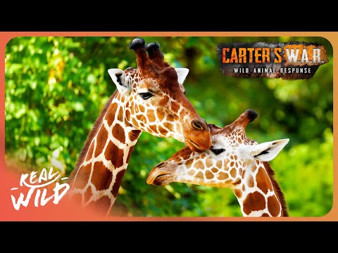Exposing The Silent Extinction of Giraffes | Carter's WAR