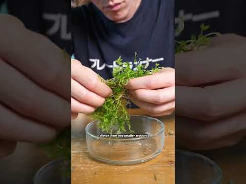 these are not normal aquariums...