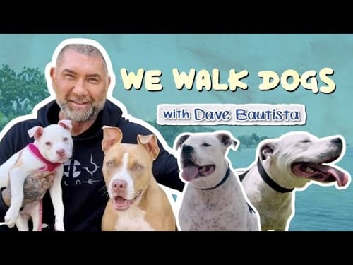Dave Bautista and His 4 Rescue Pitbulls | WeWalkDogs