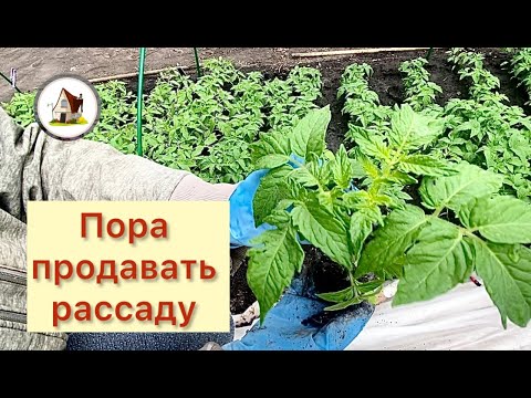 13. Продажа рассады. 15 мая. Сборы на рынок. Видео с рынка.