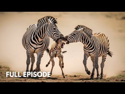 From Birth to Battle: The Foal Caught in a Stallion’s Rage | An Untamed Documentary