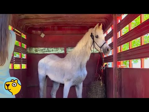 32-Year-Old Horse Finds Her Herd After Years Neglected and Alone