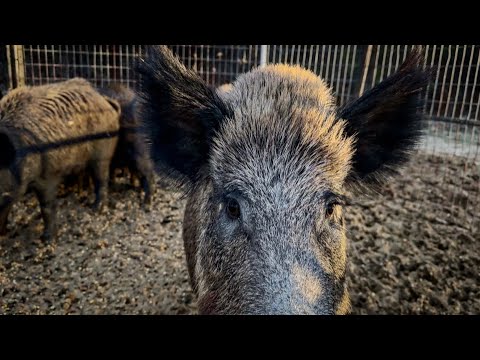 POACHERS taking down hogs at my trap for BOUNTY is a real problem.