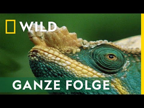 Farbe der Dinosaurier - Ganze Folge | Jurassic C.S.I.