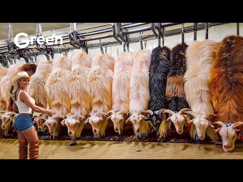 HOW GOAT MEAT IS MADE IN A FACTORY ๐ | Millions of goats are processed for meat and milk.