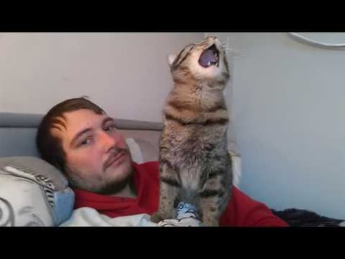 Cats Perform a 2 AM Opera but You Love Them Anyway π Funny Cat and Human Videos