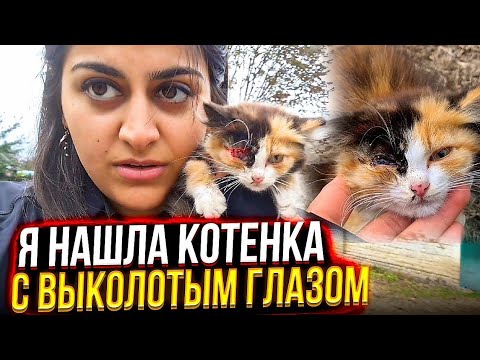 Котенку ВЫКОЛОЛИ глаз и выкинули на холод на улицу.