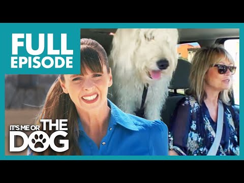 Owner Can't Handle Labradoodle's Rambunctious Behavior | Full Episode USA