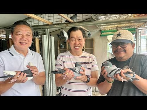 Meet the Philippine Pigeon Racing Legends: Pigeon Breeding, Building a Pigeon Loft