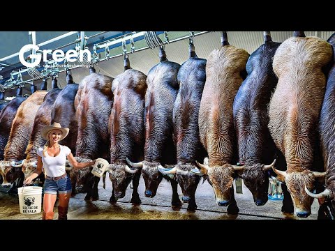 How Buffalo Cheese Is Made ๐ง๐ - Millions of Buffaloes Are Raised and Processed in Factories