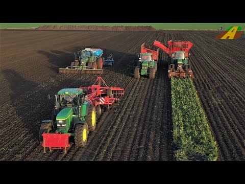 Rübenernte in der Hildesheimer Börde - Lohnunternehmen HüMaF im Ernteeinsatz - Sugarbeet harvesting