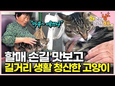 A cute stray cat caught the eye of a country grandmother and stole her heart. A day in the life o...