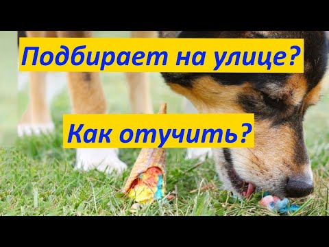 293. How to stop a dog from vacuuming. How to stop a dog from picking up food from the ground out...
