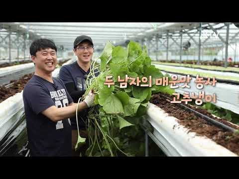 (강원 평창) 금값 와사비, 평창수로 키워 고소득 도전한다!! ktv, korea tv, wasabi, sushi (차대로&김현구)(시즌3)