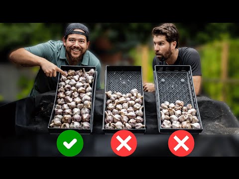 This 1 Tip DOUBLED His Garlic Harvest!