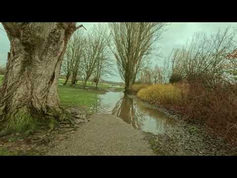 Quiet Park Walk After Rain | Overcast Skies & Natural Ambience | 4K No Talking