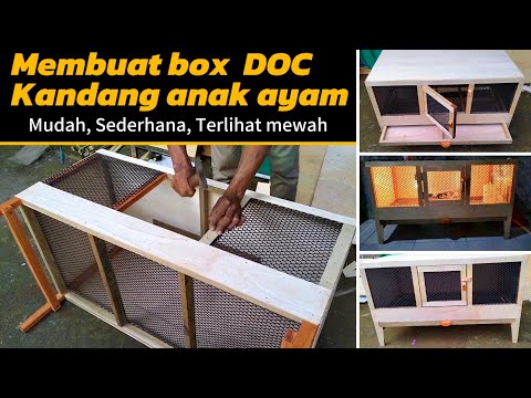 Membuat Box DOC / kandang anak ayam baru menetas