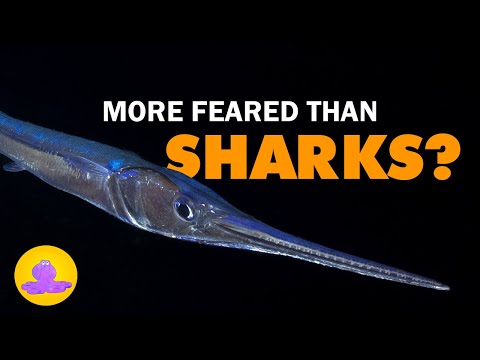 This Fish Has Murdered People