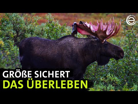 KI Alaska's World of Giants | Experience Earth