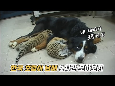 내 새끼가 호랑이..?! 아기 호랑이 남매와 개 엄마 백운이 모아보기 🐯🐶 | 마지막화까지 풀버전! | KBS 주주클럽 방송