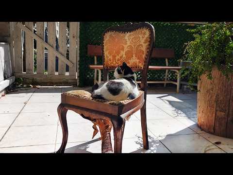 Repair and refinish old wooden chair.