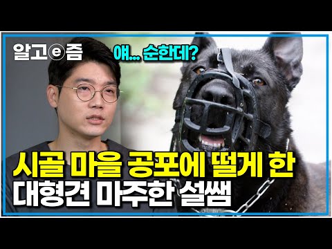 안락사 위기에 놓였던 카네코르소 ‘헌터’, 설채현이 발견한 반전|세상에 나쁜 개는 없다|알고e즘