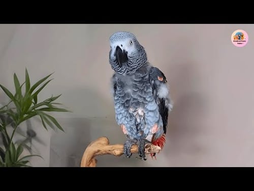 She Knows 8000 Words! Cosmo the Talking African Grey Will Leave You Speechless