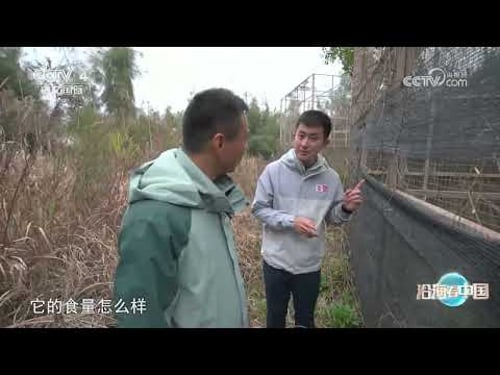 《远方的家》 20230607 沿海看中国(23) 生态漩门 活力海岛|CCTV中文国际