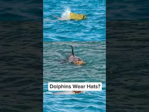These Dolphins Use Sponge Hats to Attract Mates!
