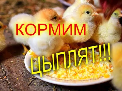 КОРМЛЕНИЕ ЦЫПЛЯТ С ПЕРВЫХ ЧАСОВ ЖИЗНИ//МОЯ ЛЮБИМАЯ УСАДЬБА
